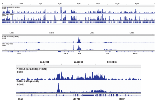 Chromatin Immunoprecipitation Image 2: Phospho-Rpb1 CTD (Ser2/Ser5) (D1G3K) Rabbit mAb