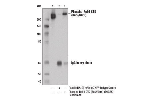 Immunoprecipitation Image 1: Phospho-Rpb1 CTD (Ser2/Ser5) (D1G3K) Rabbit mAb