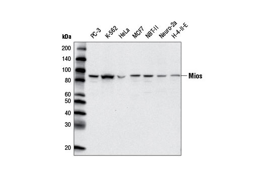  Image 3: GATOR Complex Antibody Sampler Kit