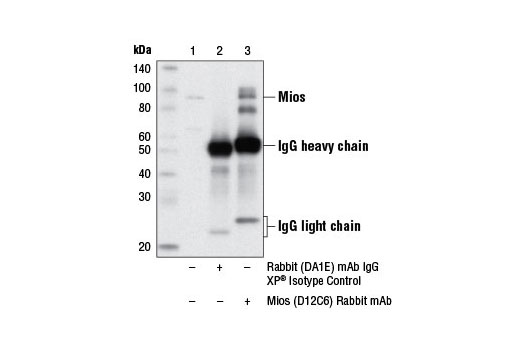 Immunoprecipitation Image 1: Mios (D12C6) Rabbit mAb