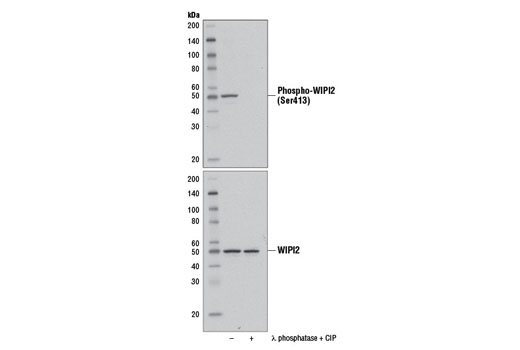 Western Blotting Image 2: Phospho-WIPI2 (Ser413) Antibody