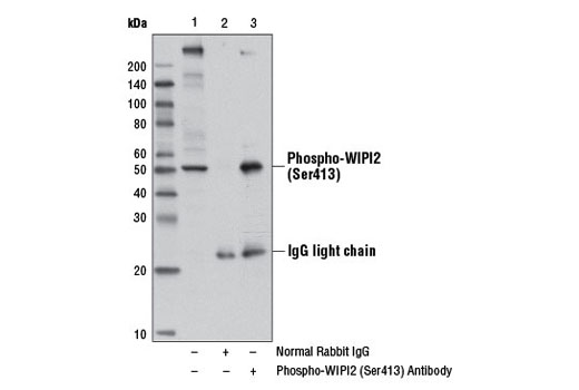 Immunoprecipitation Image 1: Phospho-WIPI2 (Ser413) Antibody