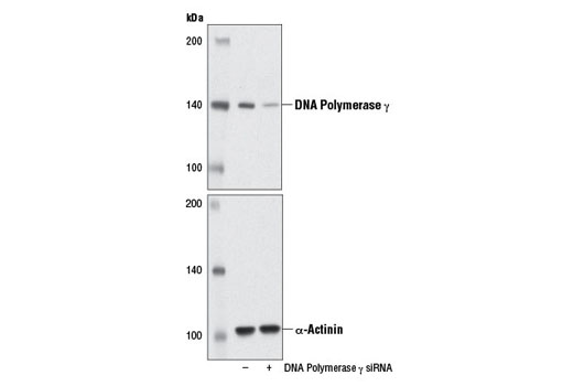  Image 1: SignalSilence® DNA Polymerase γ siRNA I