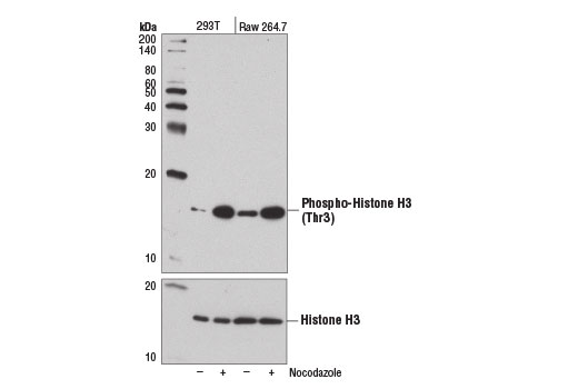 Western Blotting Image 1: Phospho-Histone H3 (Thr3) (D5G1I) Rabbit mAb