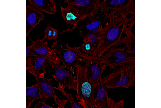 Immunofluorescence Image 1: Phospho-Histone H3 (Thr3) (D5G1I) Rabbit mAb
