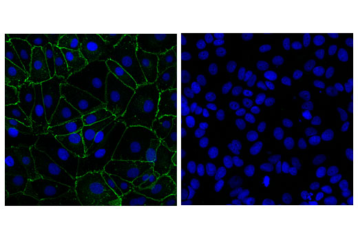 Immunofluorescence Image 1: OB-Cadherin (16G5) Mouse mAb