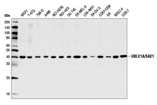 Western Blotting Image 1: UBLE1A/SAE1 Antibody