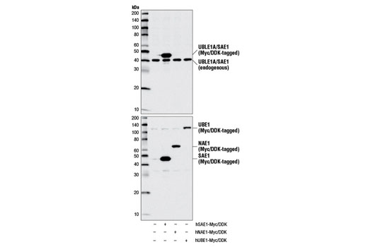 Western Blotting Image 2: UBLE1A/SAE1 Antibody