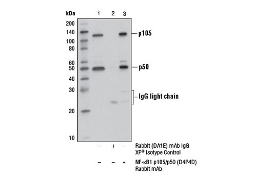 Immunoprecipitation Image 1: NF-κB1 p105/p50 (D4P4D) Rabbit mAb