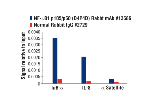 Chromatin Immunoprecipitation Image 1: NF-κB1 p105/p50 (D4P4D) Rabbit mAb