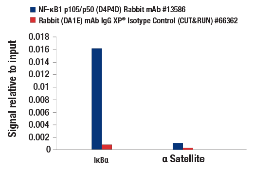 CUT and RUN Image 3: NF-κB1 p105/p50 (D4P4D) Rabbit mAb