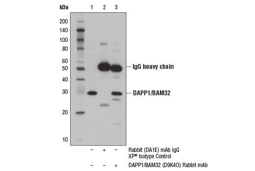 Immunoprecipitation Image 1: DAPP1/BAM32 (D9K4O) Rabbit mAb