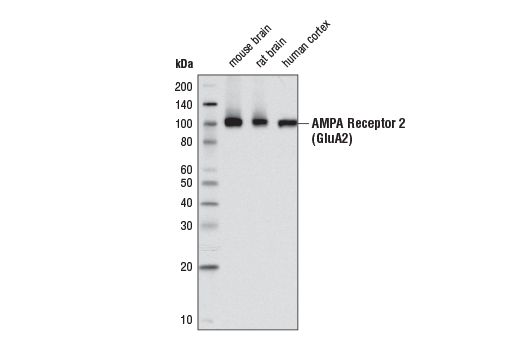 Western Blotting Image 1: AMPA Receptor 2 (GluA2) (E1L8U) Rabbit mAb