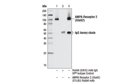 Immunoprecipitation Image 1: AMPA Receptor 2 (GluA2) (E1L8U) Rabbit mAb