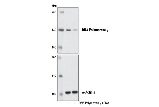 Western Blotting Image 2: DNA Polymerase γ (D1Y6R) Rabbit mAb