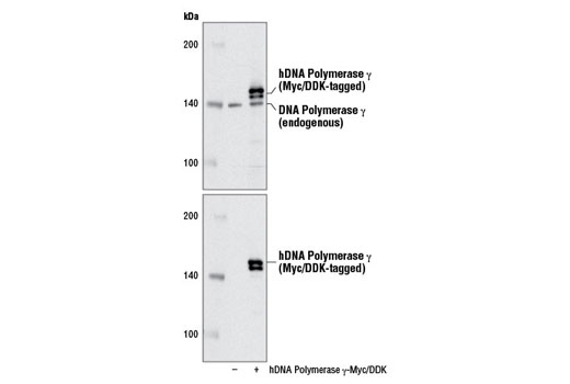 Western Blotting Image 3: DNA Polymerase γ (D1Y6R) Rabbit mAb