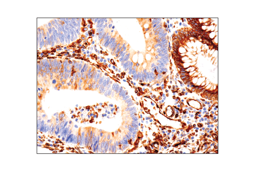 Immunohistochemistry Image 1: STING (D2P2F) Rabbit mAb