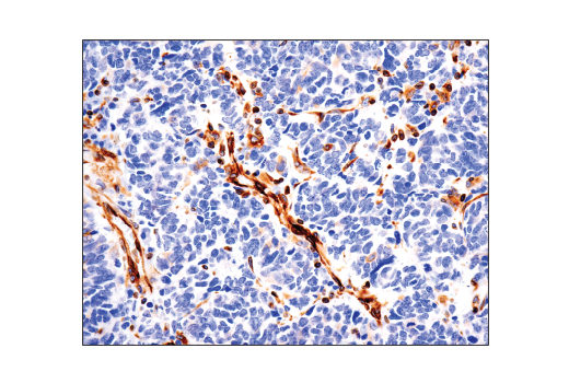 Immunohistochemistry Image 2: STING (D2P2F) Rabbit mAb