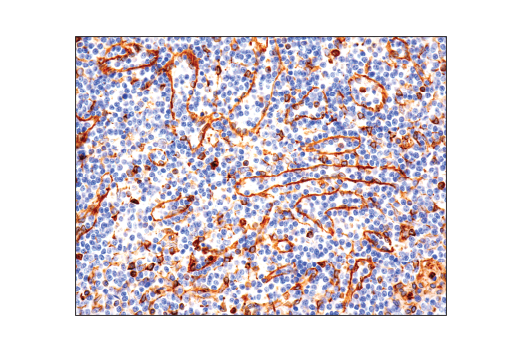 Immunohistochemistry Image 3: STING (D2P2F) Rabbit mAb