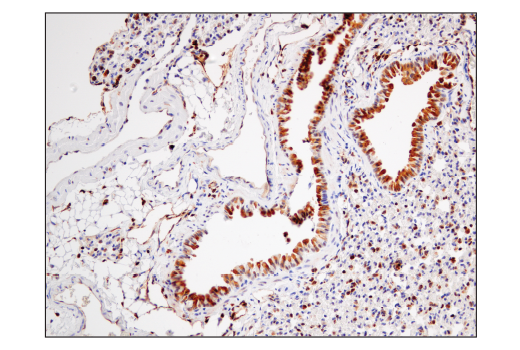 Immunohistochemistry Image 6: STING (D2P2F) Rabbit mAb