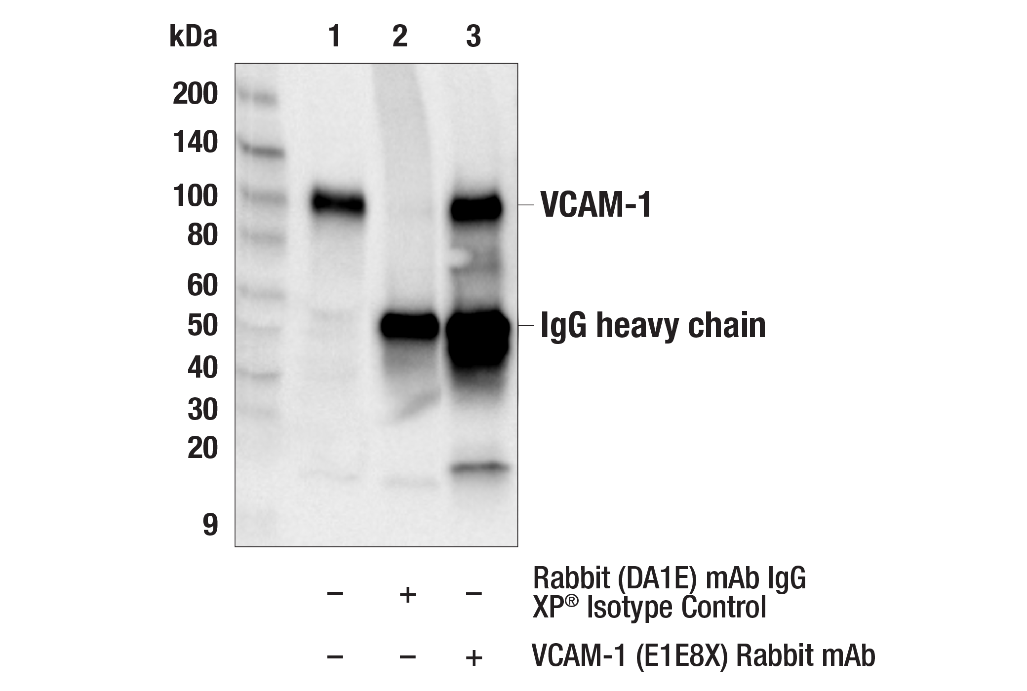 Immunoprecipitation Image 1: VCAM-1 (E1E8X) Rabbit mAb