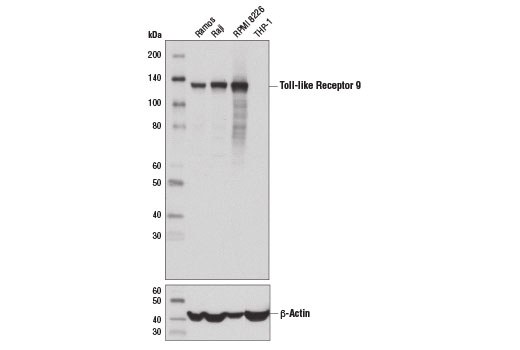  Image 4: Toll-like Receptor Antibody Sampler Kit II