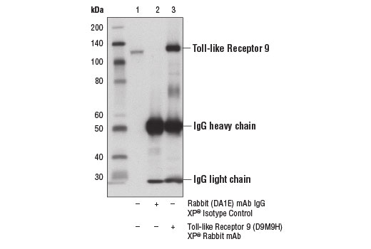  Image 12: Toll-like Receptor Antibody Sampler Kit II