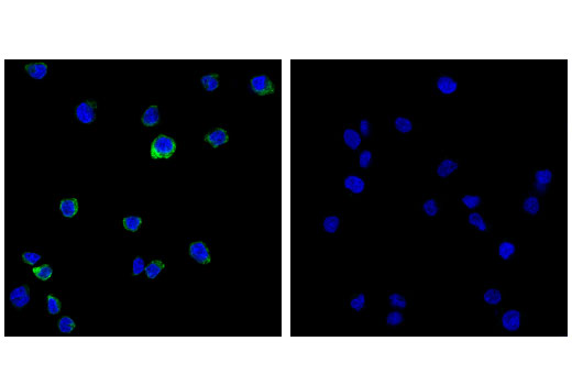  Image 17: Toll-like Receptor Antibody Sampler Kit II
