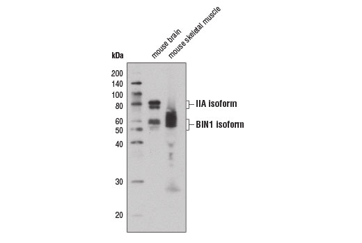 Western Blotting Image 3: BIN1 Antibody