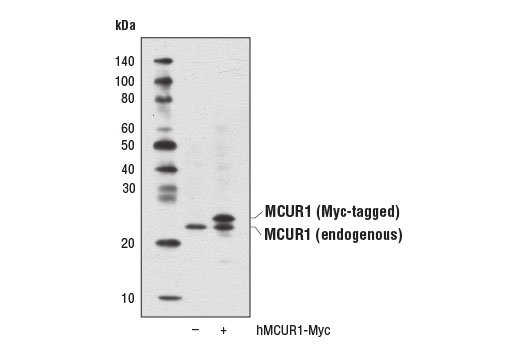 Western Blotting Image 2: MCUR1 Antibody