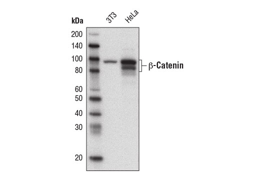Western Blotting Image 1: β-Catenin (D10A8) XP® Rabbit mAb (Biotinylated)