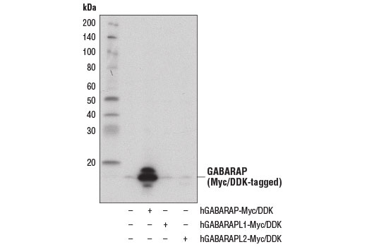  Image 8: Autophagy Atg8 Family Antibody Sampler Kit