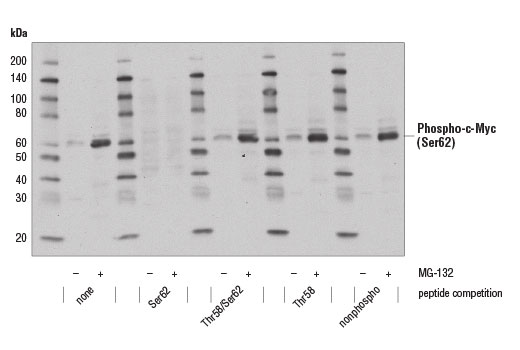  Image 1: PhosphoPlus® c-Myc (Ser62) Antibody Duet