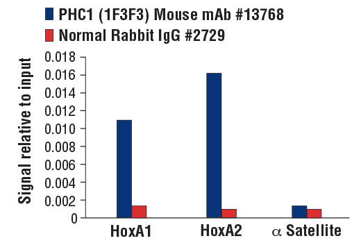 Chromatin Immunoprecipitation Image 3: PHC1 (1F3F3) Mouse mAb