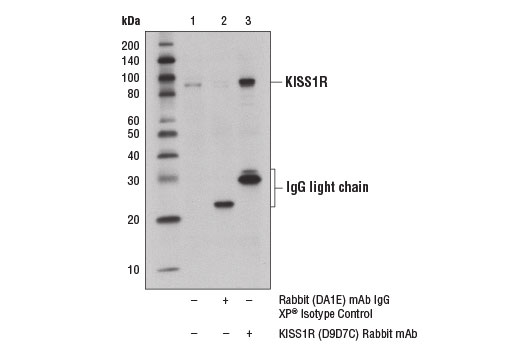 Immunoprecipitation Image 1: KISS1R (D9D7C) Rabbit mAb