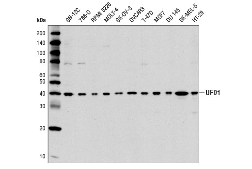 Western Blotting Image 1: UFD1 Antibody