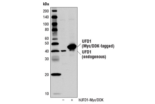Western Blotting Image 2: UFD1 Antibody