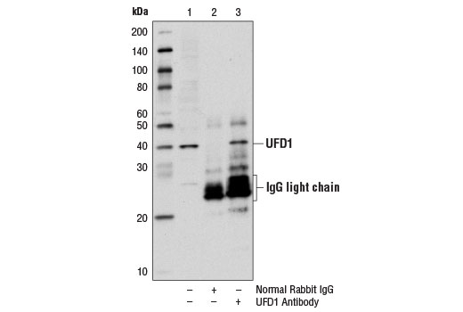 Immunoprecipitation Image 1: UFD1 Antibody