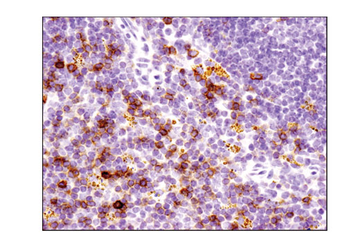 Immunohistochemistry Image 3: Thy1/CD90 (D3V8A) Rabbit mAb