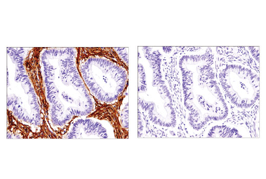 Immunohistochemistry Image 4: Thy1/CD90 (D3V8A) Rabbit mAb