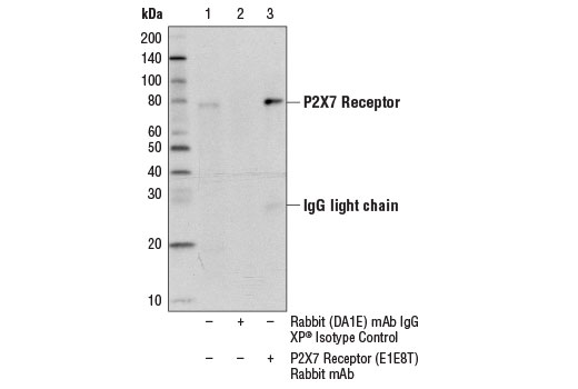 Immunoprecipitation Image 1: P2X7 Receptor (E1E8T) Rabbit mAb