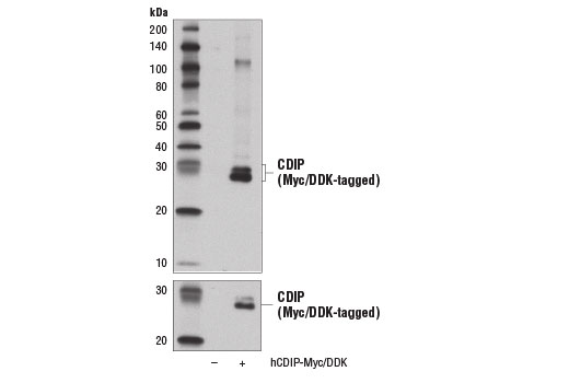Western Blotting Image 2: CDIP Antibody