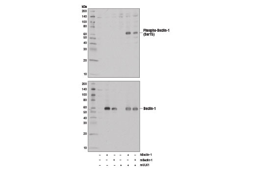 Western Blotting Image 1: Phospho-Beclin-1 (Ser15) Antibody