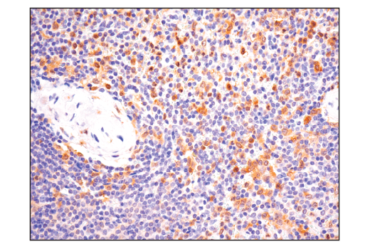 Immunohistochemistry Image 6: ASC/TMS1 (E1E3I) Rabbit mAb