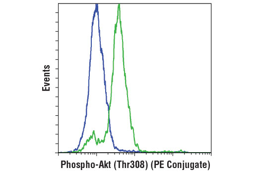 Flow Cytometry Image 1: Phospho-Akt (Thr308) (D25E6) XP® Rabbit mAb (PE Conjugate)