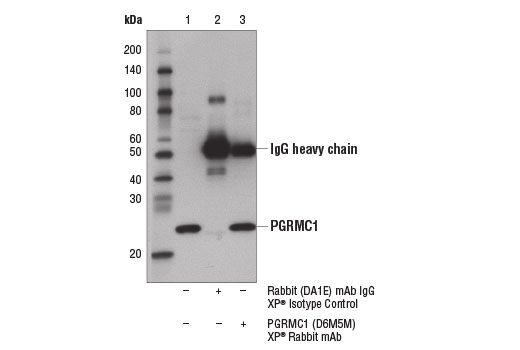 Immunoprecipitation Image 1: PGRMC1 (D6M5M) XP® Rabbit mAb