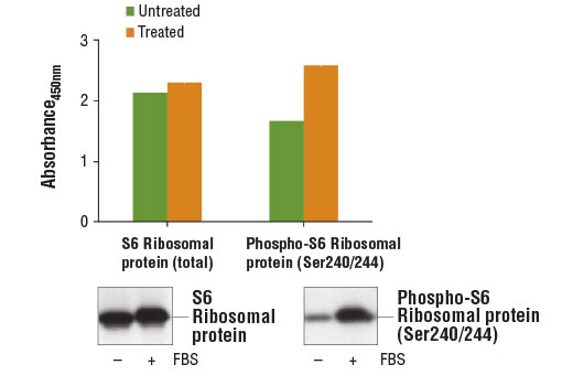  Image 1: PathScan® Phospho-S6 Ribosomal Protein (Ser240/244) Sandwich ELISA Kit