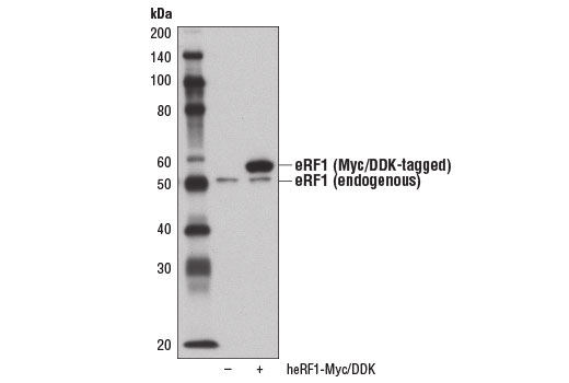 Western Blotting Image 2: eRF1 Antibody