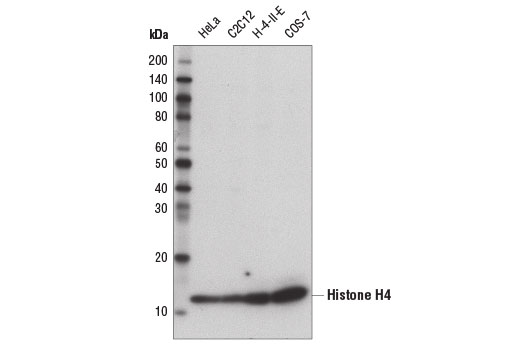 Western Blotting Image 1: Histone H4 (D2X4V) Rabbit mAb
