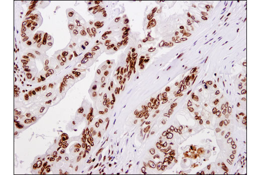 Immunohistochemistry Image 2: Histone H4 (D2X4V) Rabbit mAb